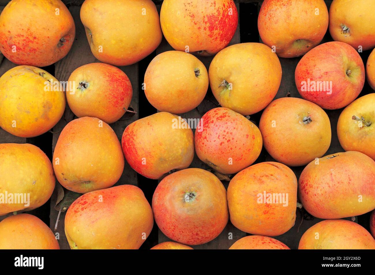 Apple « Norfolk Royal Russet », exposition d'un magasin agricole Banque D'Images