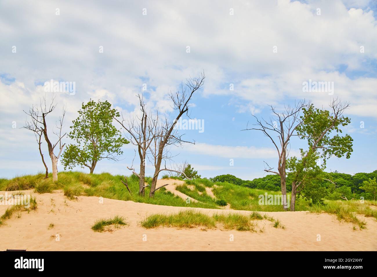 Paysage de dunes de sable avec sable et arbres Banque D'Images