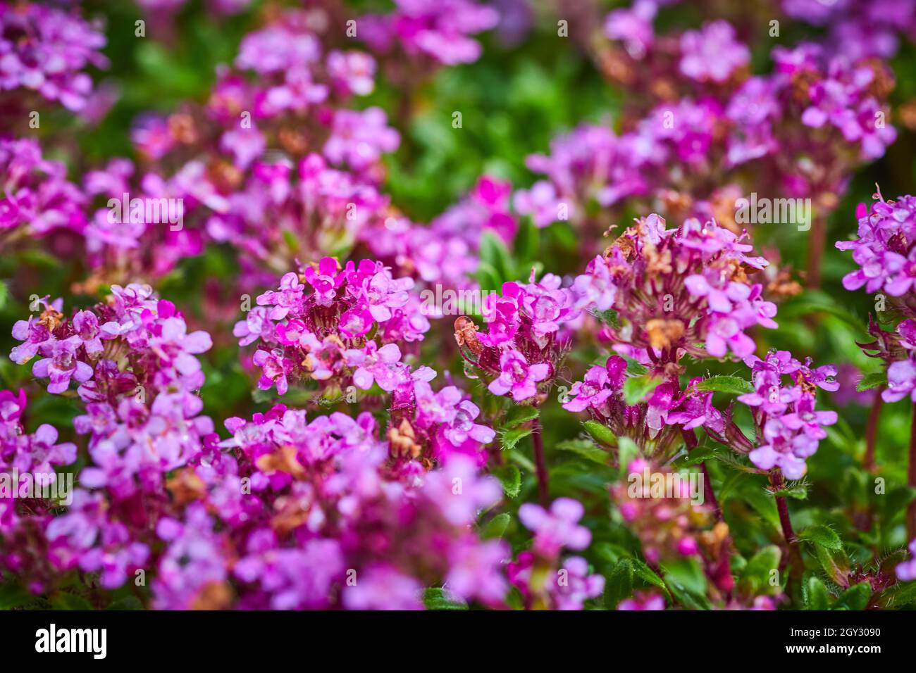 Détail des fleurs violettes sur la plante souterraine Banque D'Images