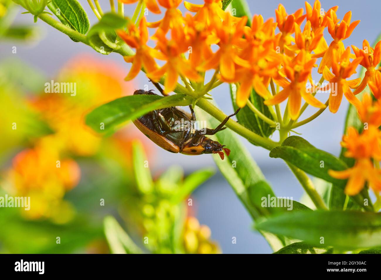 Dessous du grand coléoptère suspendu de plantes vertes et orange Banque D'Images