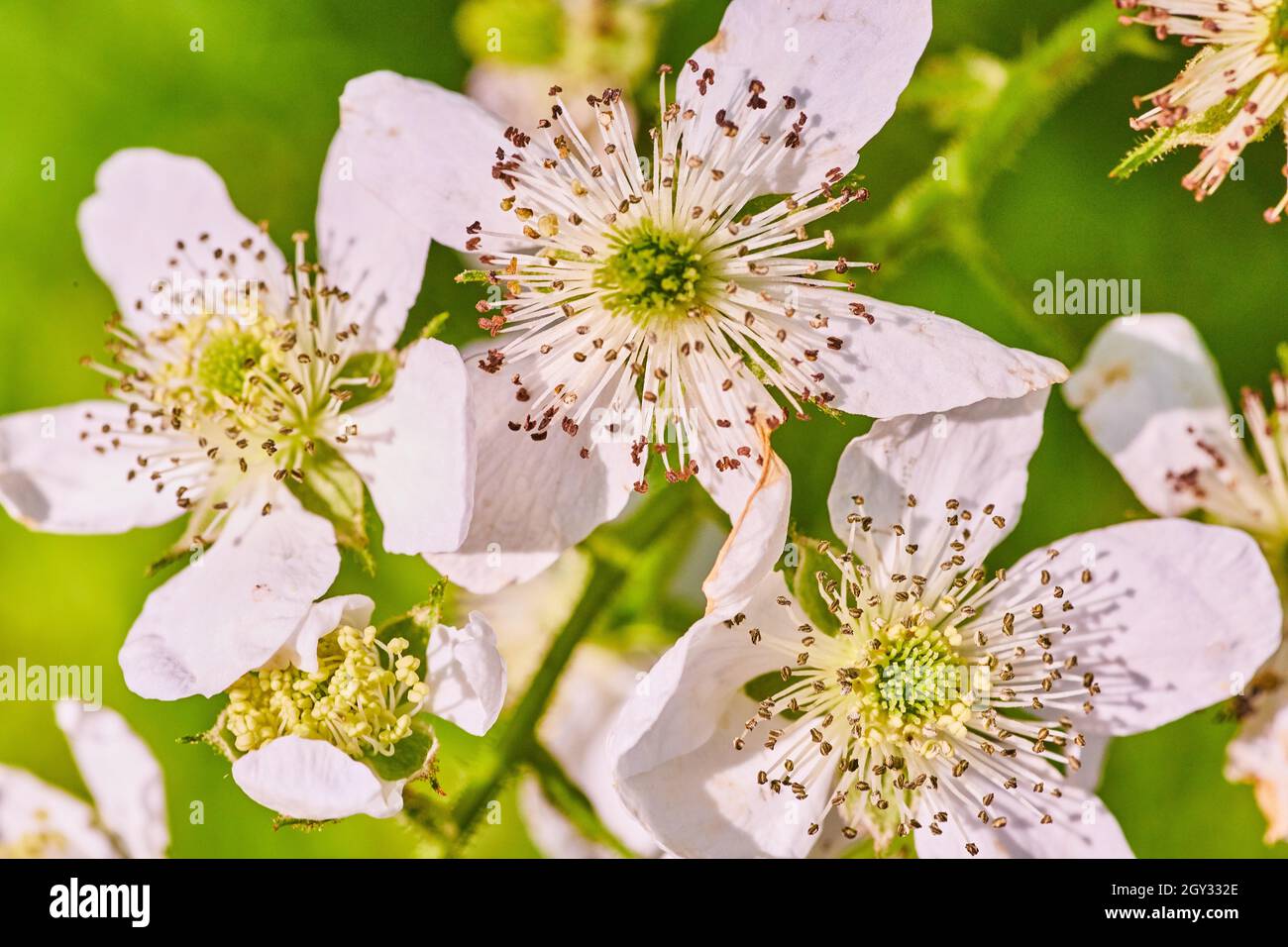 Détail macro des fleurs blanches du printemps fraîchement fleuries Banque D'Images