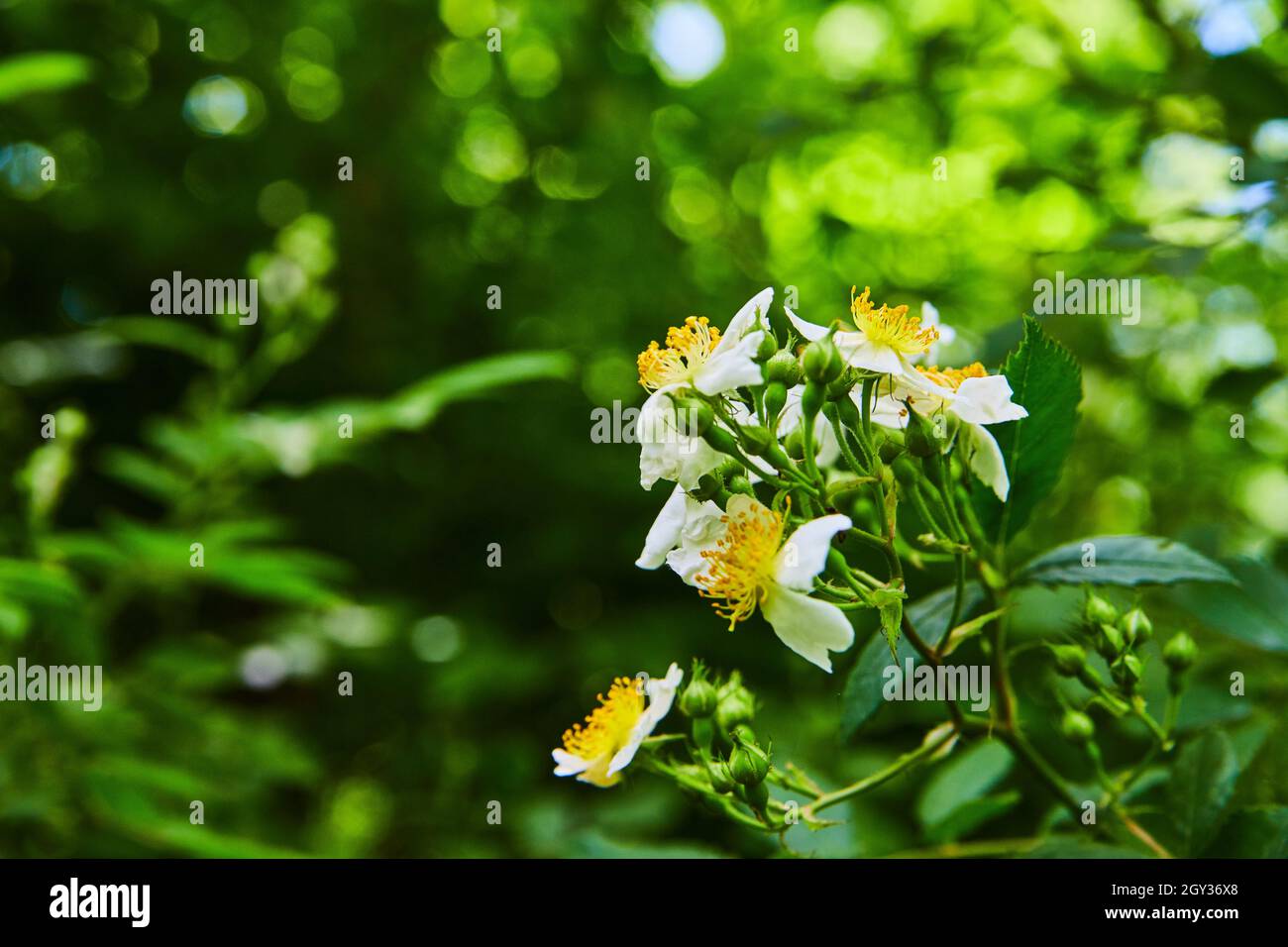 Détail macro des fleurs blanches et jaunes en forêt Banque D'Images