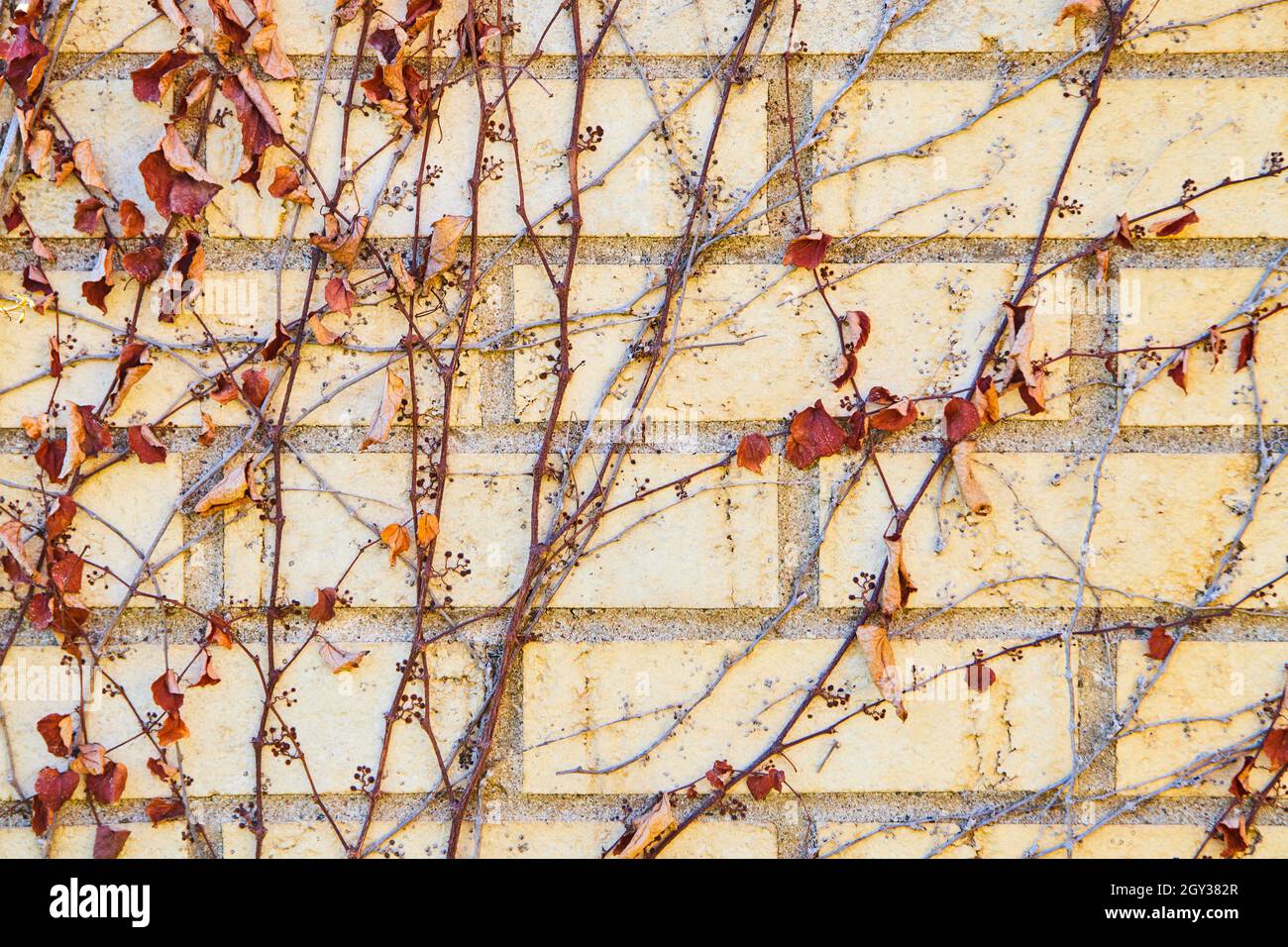 Mur de briques blanches avec des vignes d'automne et des feuilles de lecture Banque D'Images