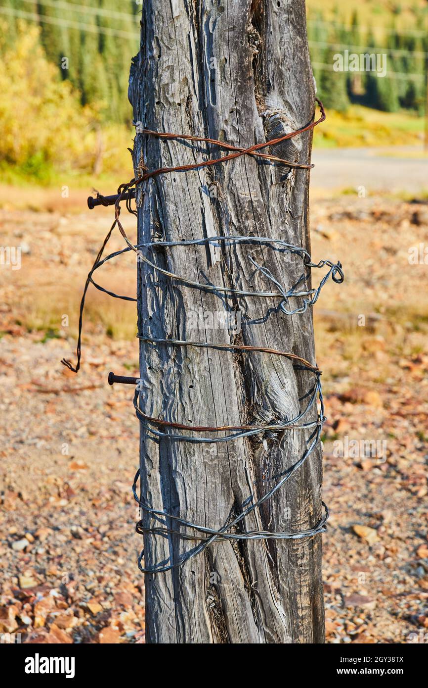 Tronc d'arbre en bois enveloppé de fil métallique contre les couleurs d'automne Banque D'Images