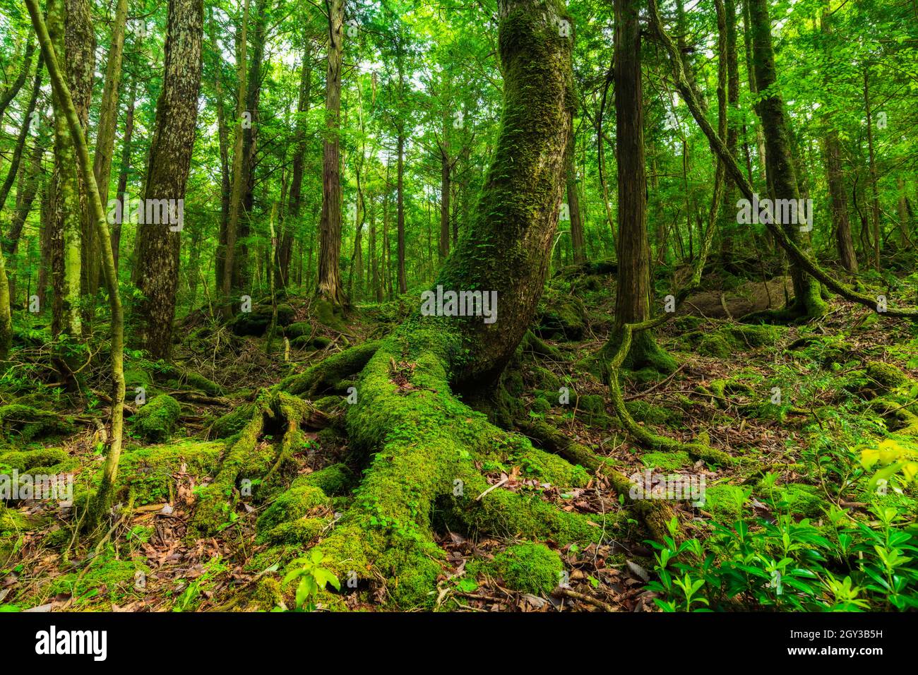 Mousse et herbe verte dans la forêt d'Aokigahara, préfecture de Yamanashi, Japon Banque D'Images