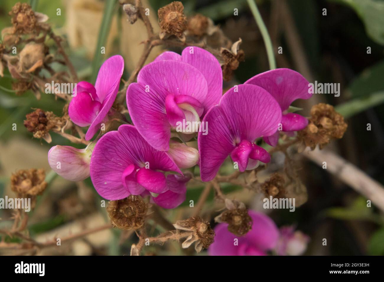 Un ensemble de fleurs de pois durables Banque D'Images