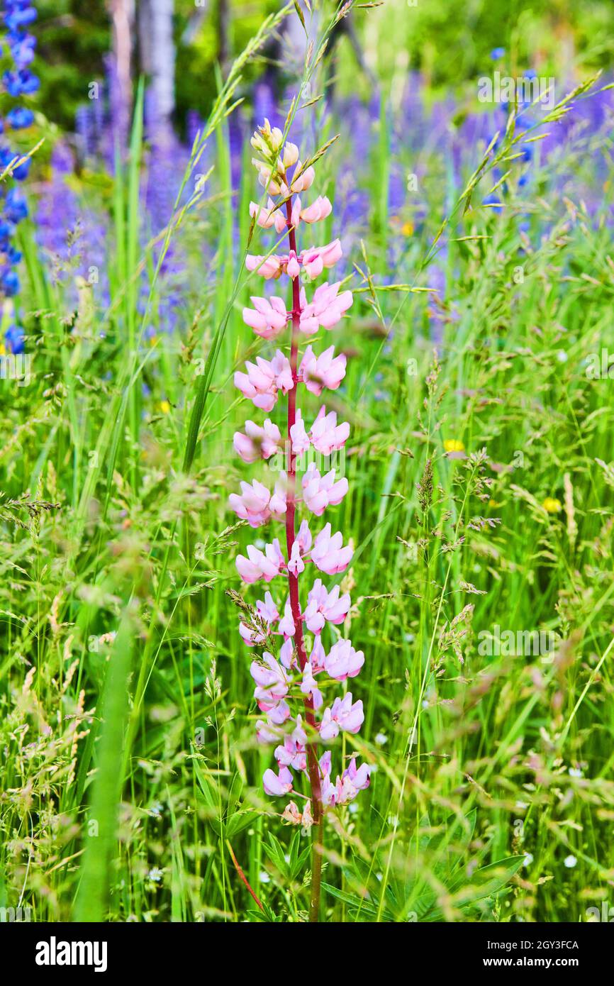 Gros plan de fleur rose colorée dans le champ de fleurs violettes Banque D'Images