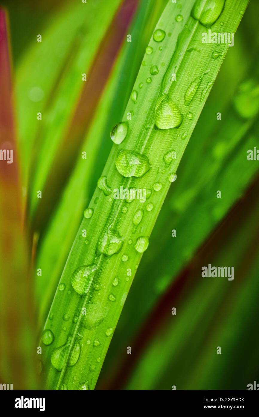 Lame d'herbe avec des gouttes d'eau Banque D'Images