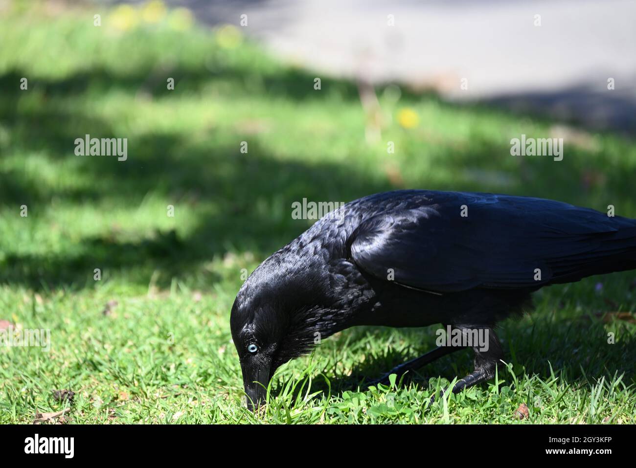 Gros plan d'un petit paquking corbeau au sol dans une zone herbeuse Banque D'Images