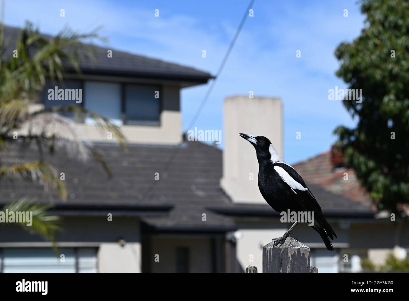 Magpie australienne chantant au sommet d'un fencepost, avec une maison beige en arrière-plan Banque D'Images