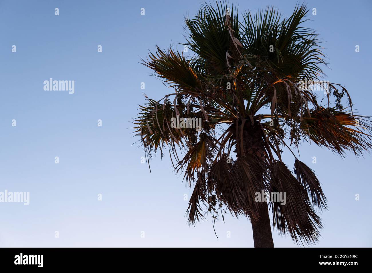 Vue du bas d'un palmier sur la plage au coucher du soleil Banque D'Images