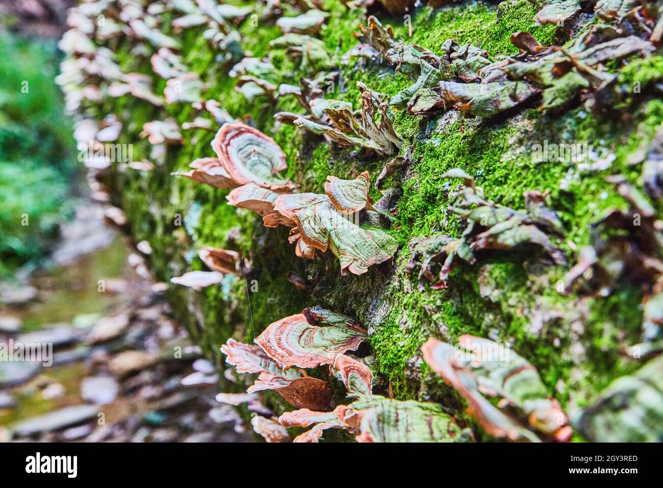 Champignon d'étagère poussant sur le tronc d'arbre moussy Banque D'Images