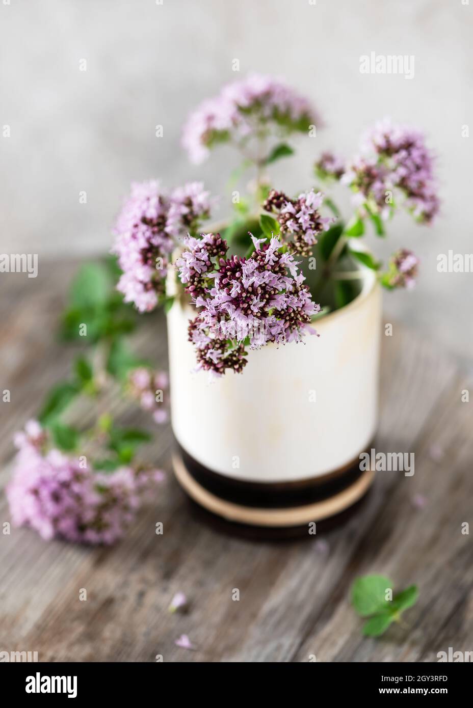 Brindilles fraîches en origan fleuris dans une tasse en céramique.Fleurs d'herbes, feuilles utilisées dans la saison alimentaire et en médecine de fines herbes. Banque D'Images