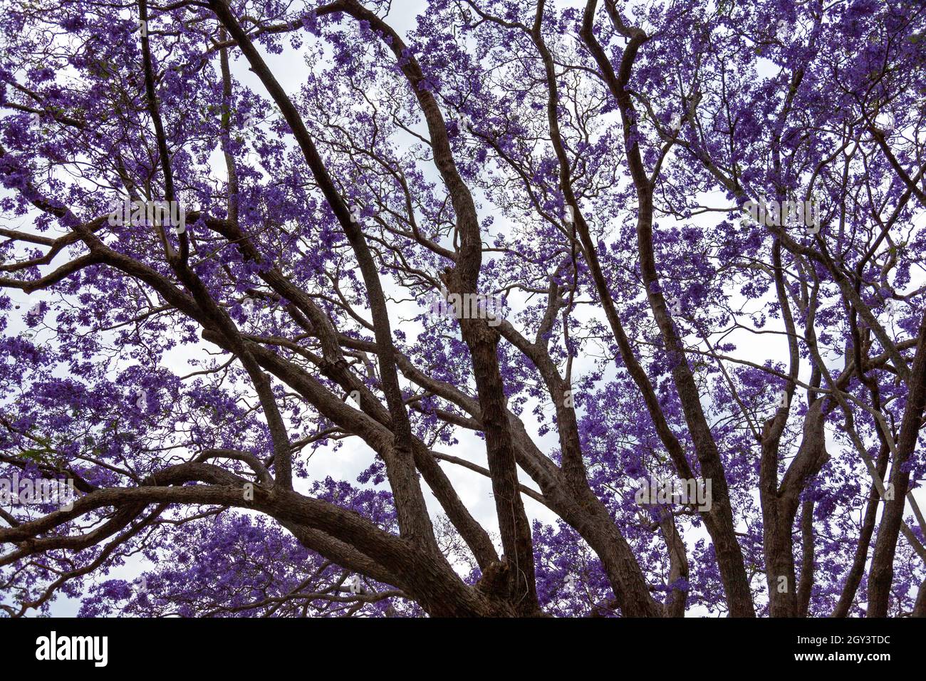 Magnifique arbre de jacaranda en Australie Banque D'Images