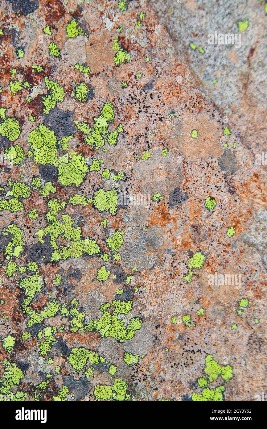 Texture de la surface rocheuse de pierre avec des taches de lichen vert Banque D'Images