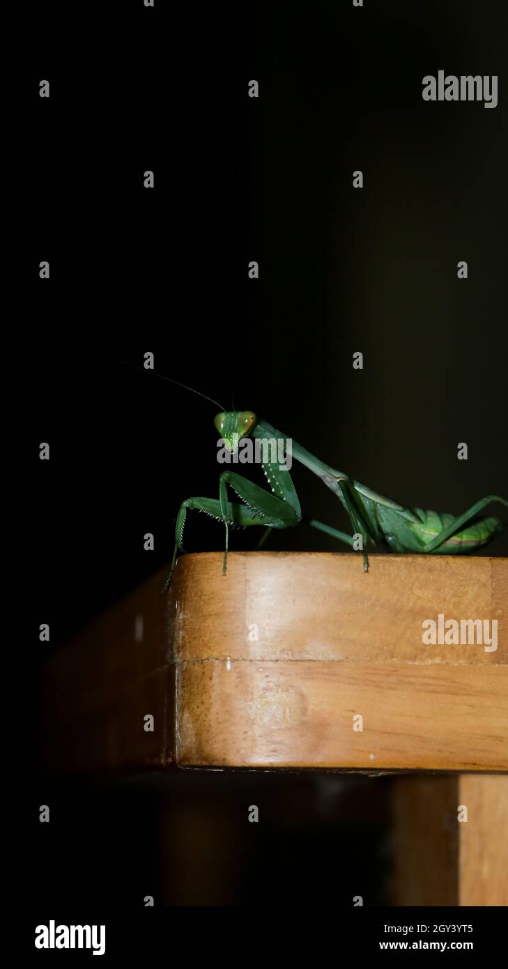 photo d'un mantis géant, vert, de prière africaine de buisson debout Banque D'Images