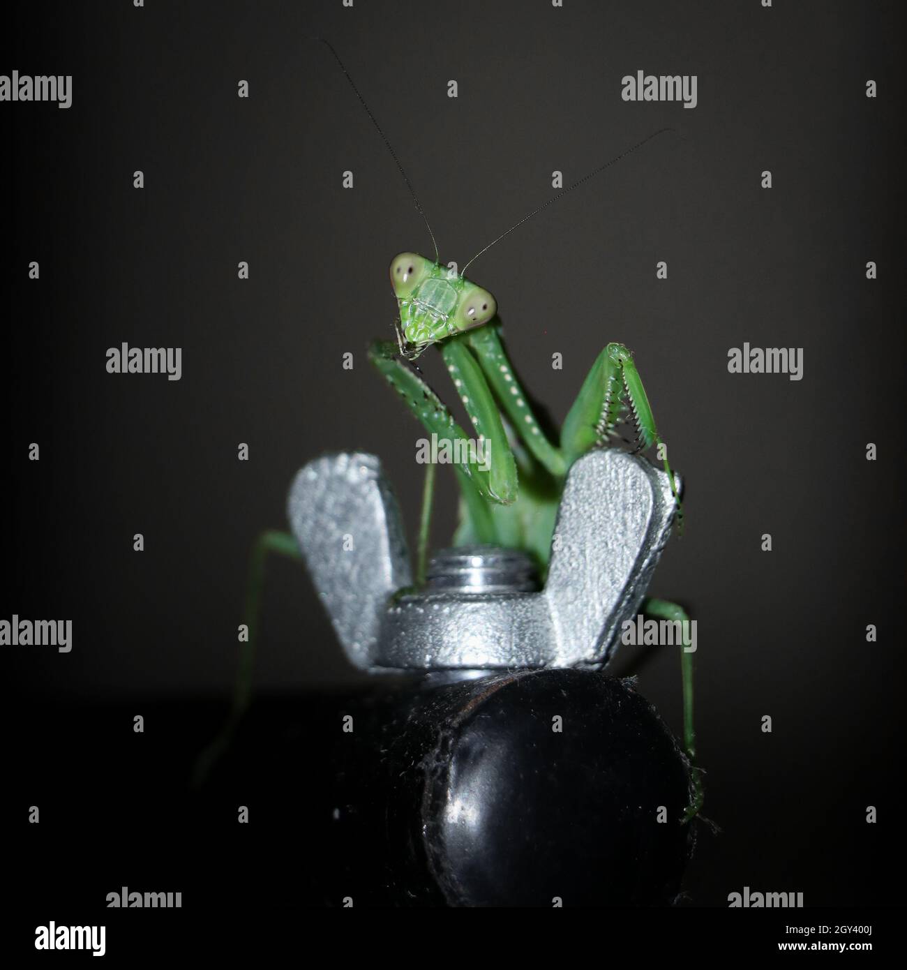 photo d'un mantis géant, vert, de prière africaine de buisson debout Banque D'Images