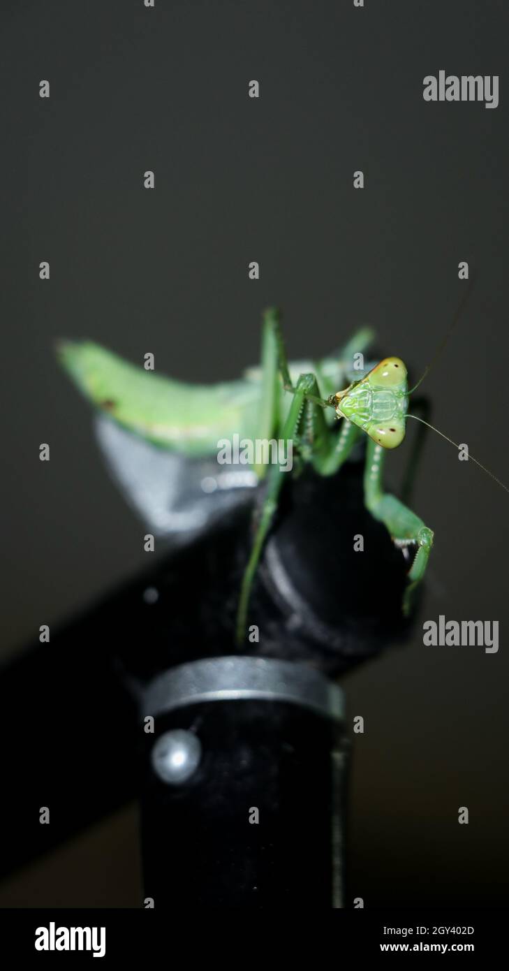 photo d'un mantis géant, vert, de prière africaine de buisson debout Banque D'Images