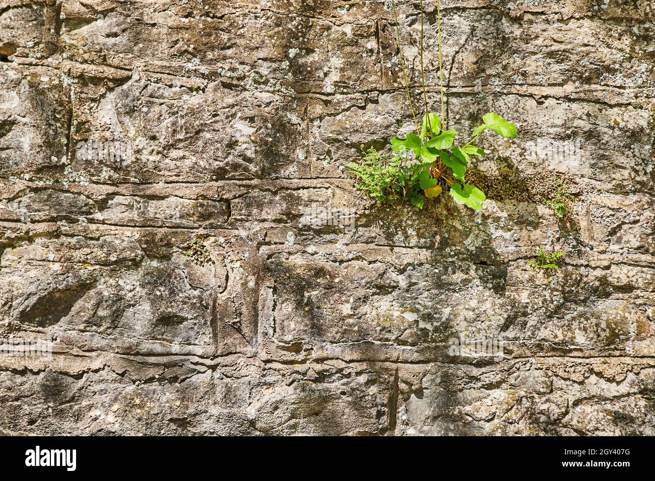 Plante verte sur un mur en pierre artificielle avec texture Banque D'Images
