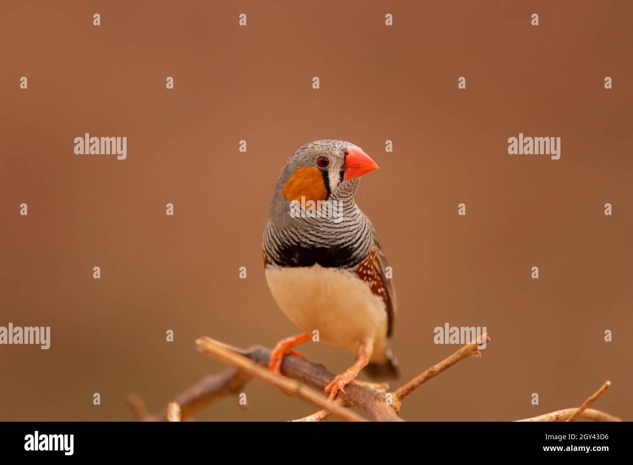 Zebra Finch, Taeniopygia guttata, homme perché près d'un trou d'eau dans l'Outback de l'Australie centrale. Banque D'Images