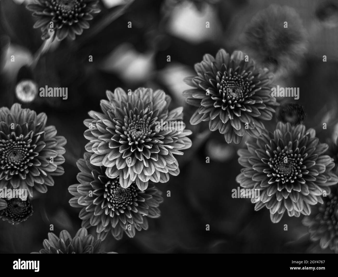 Belle fleur d'automne Chrysanthemum pot sélectif Focus poster noir et blanc.Espaces urbains maison plantes jardinage appartement décoration intérieure min Banque D'Images