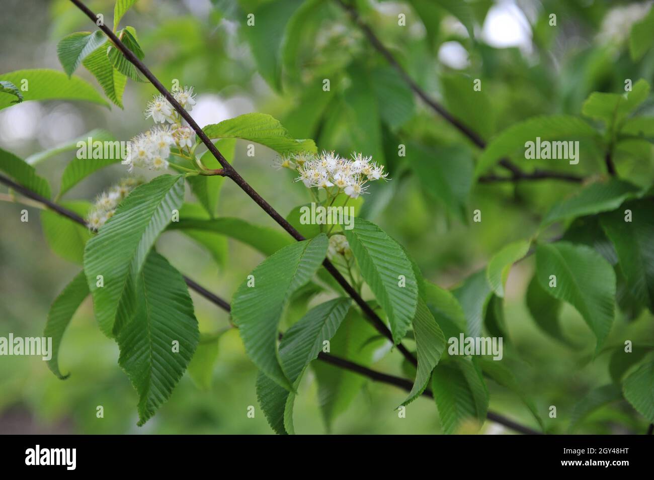 Sorbus meliosmifolia fleurit dans un jardin en mai Banque D'Images