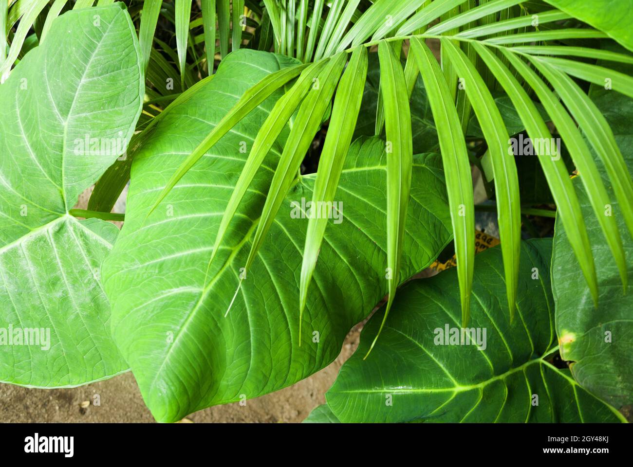 Détails des feuilles vertes dans le jardin tropical.Alocasia macrorrhizos au Guatemala Banque D'Images