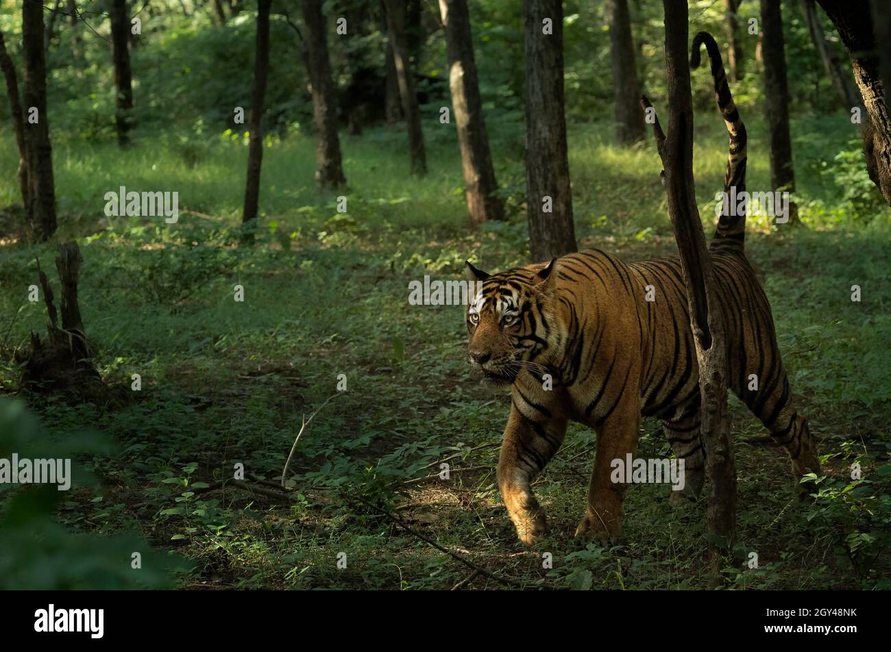 Tigre du Bengale royal dans les forêts de mousson de Ranthambore Banque D'Images