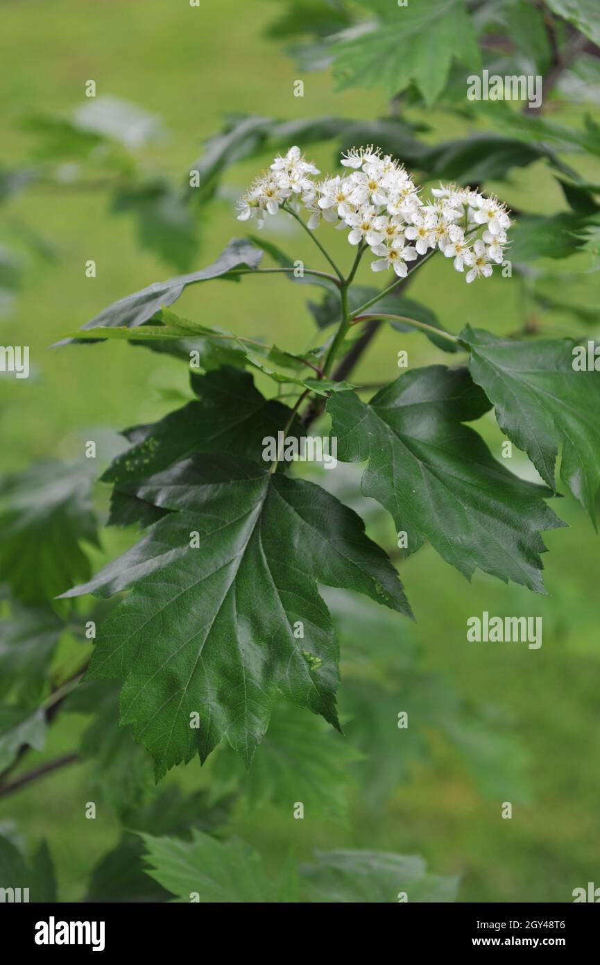 Un arbre de service sauvage (Sorbus torminalis) fleurit dans un jardin en mai Banque D'Images
