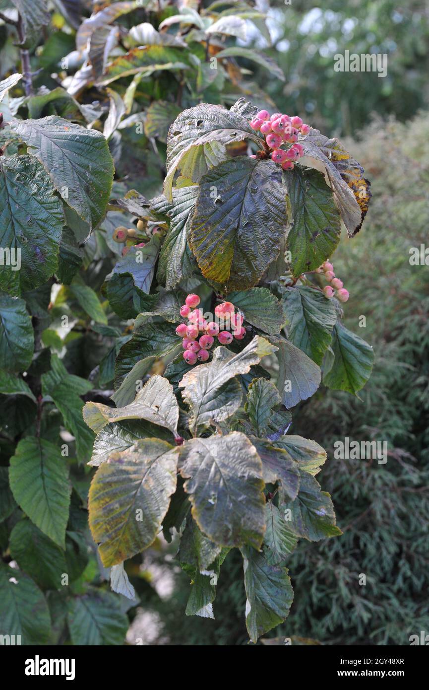 Le whimalayan (Sorbus vestita) porte des fruits roses dans un jardin en septembre Banque D'Images