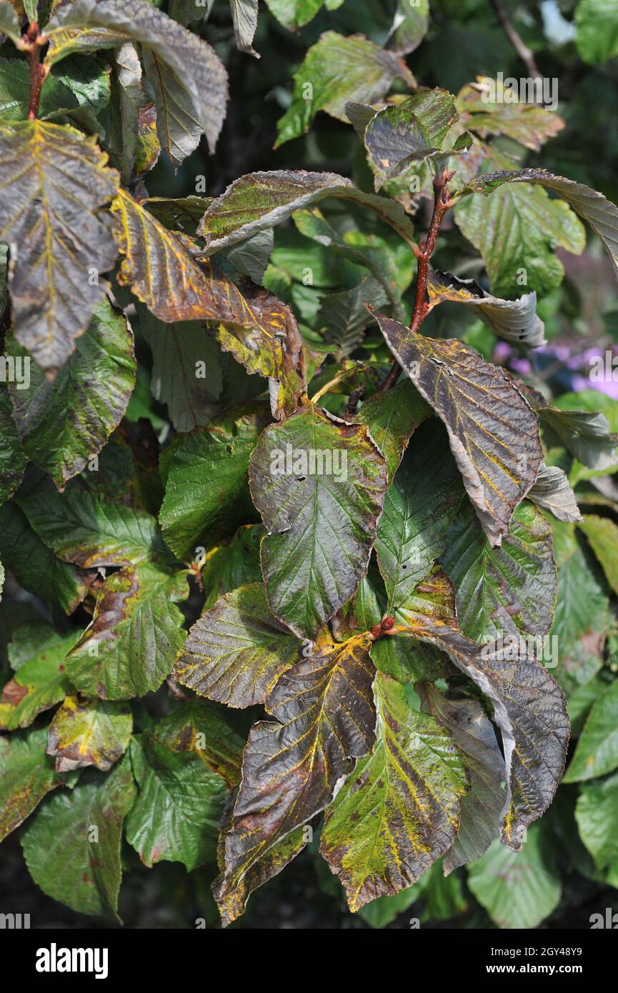 Feuillage d'un whimalayan (Sorbus vestita) dans un jardin en septembre Banque D'Images