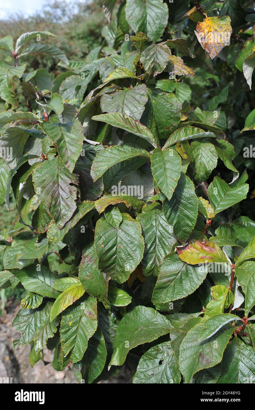 Feuillage d'un whimalayan (Sorbus vestita) dans un jardin en septembre Banque D'Images