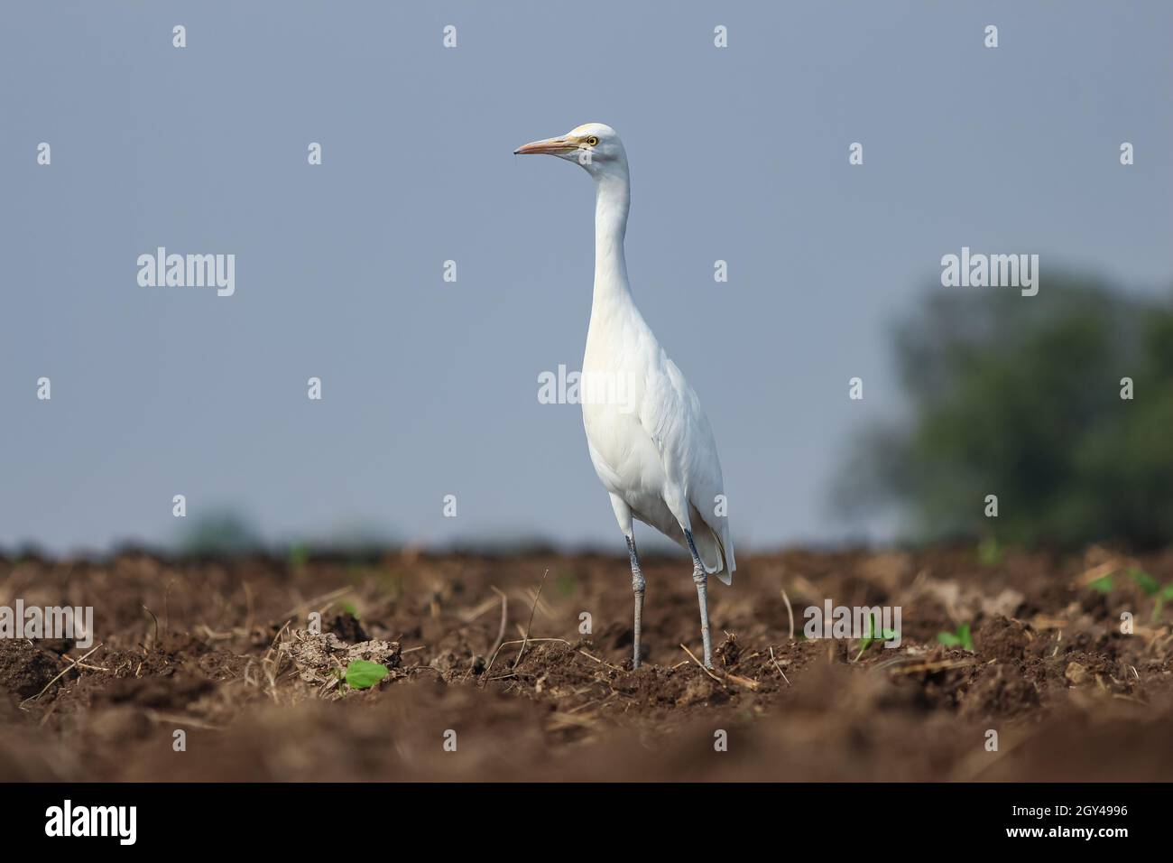 La grue à oiseaux recherche la nourriture dans le champ de sol noir, alors que l'agriculteur Farming. Banque D'Images