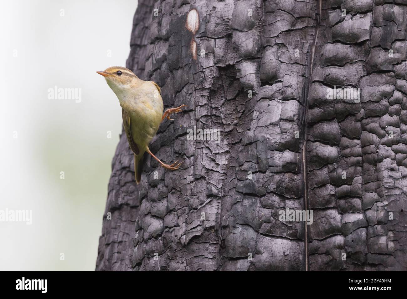 Paruline de Radde - Bartlaubsänger - Phylloscopus schwarzi, Russie, adulte Banque D'Images