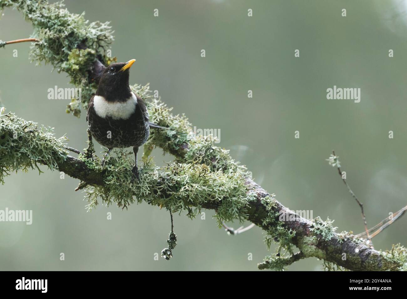 Ring Ouzel - Ringdrossel - Turdus torquatus ssp. Alpestris, Allemagne (Bade-Wurtemberg), homme adulte Banque D'Images