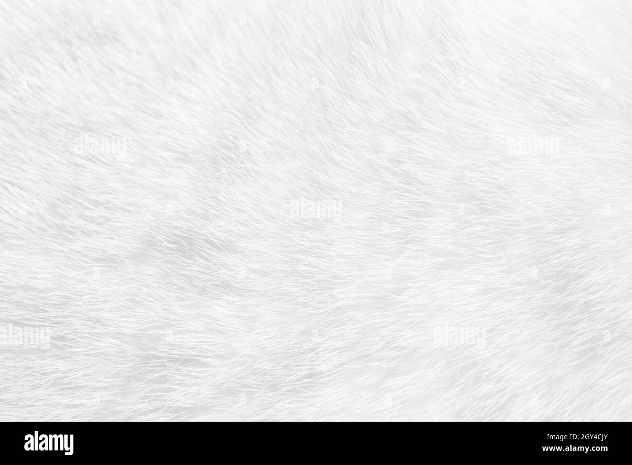 Fourrure de chat gros plan sur la texture de fond.Bandes abstraites blanches. Banque D'Images