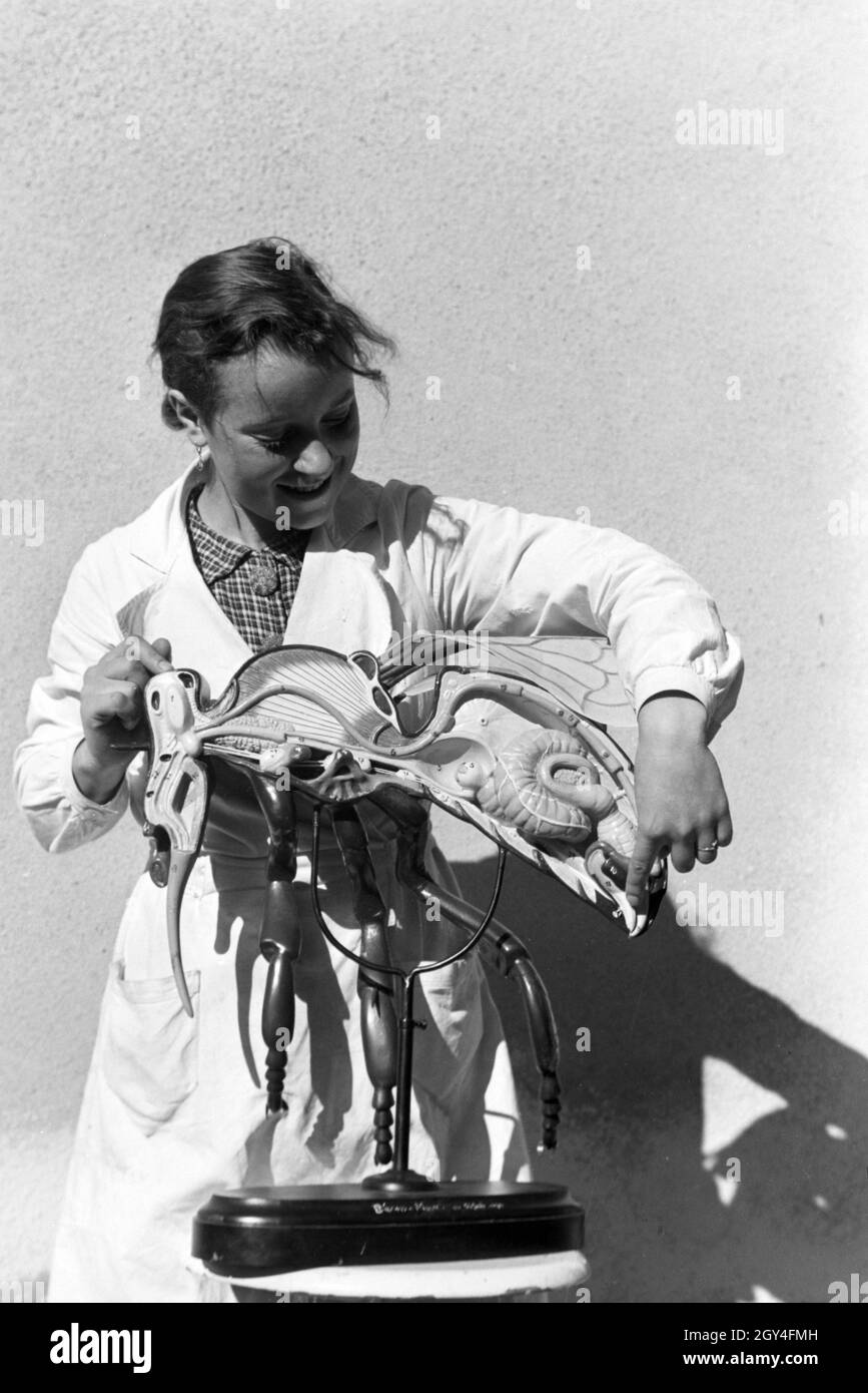 Eine von Plastikmodells ; Laborantin erklärt den Aufbau und die Funktion von Bienenkörpers, 1930er Jahre Deutschland. Un assistant de laboratoire explaiing la trame und fonctions corporelles d'une abeille à l'aide d'un modèle en plastique, de l'Allemagne des années 1930. Banque D'Images