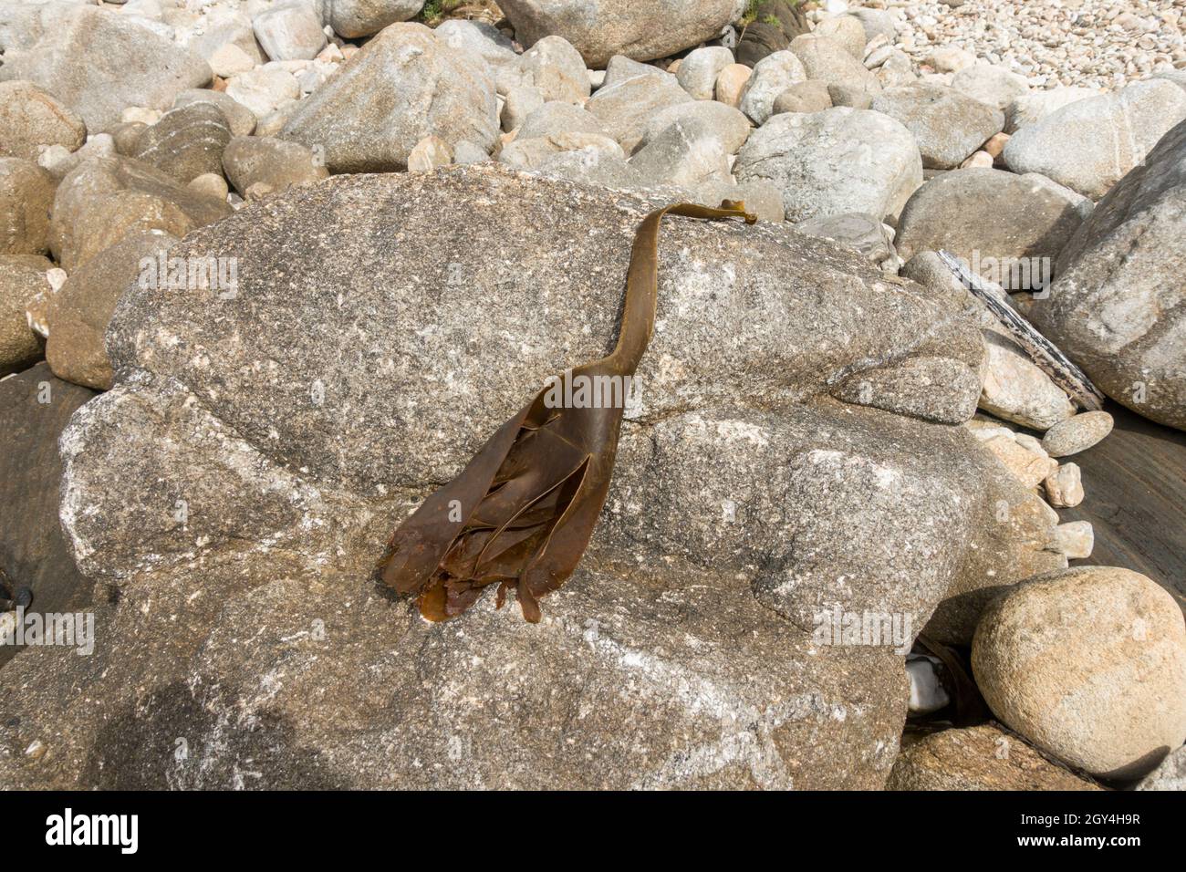 Algues de varech lavées sur la plage, Saccorhiza bulbosa, Galice, Espagne. Banque D'Images