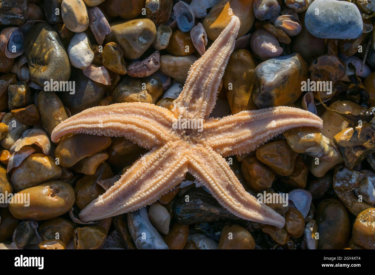 Étoiles de mer communes sur des galets de plage Banque D'Images