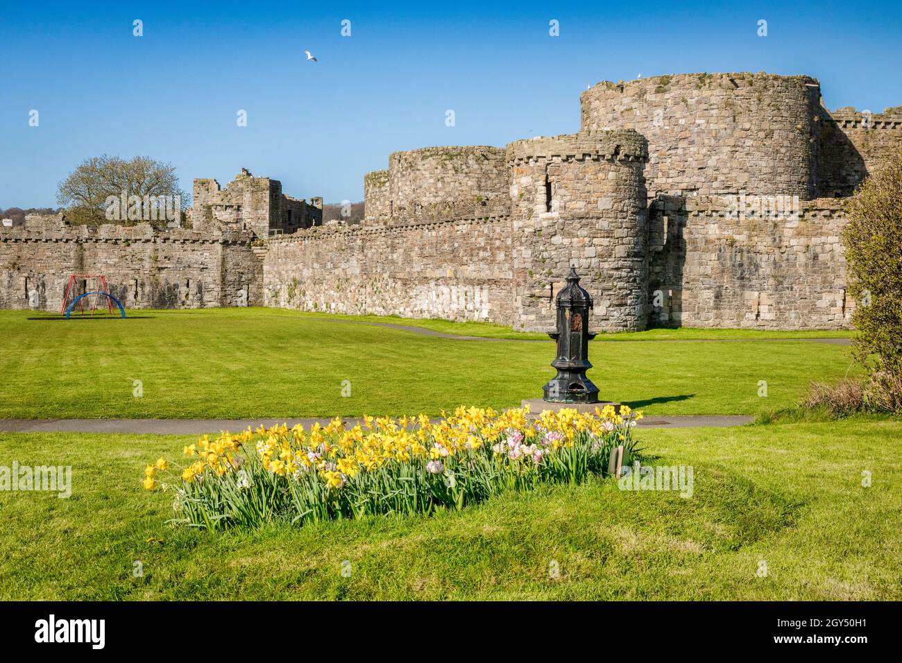 Fleurs printanières dans le domaine du château de Beaumaris, Anglesey, au nord du pays de Galles. Banque D'Images
