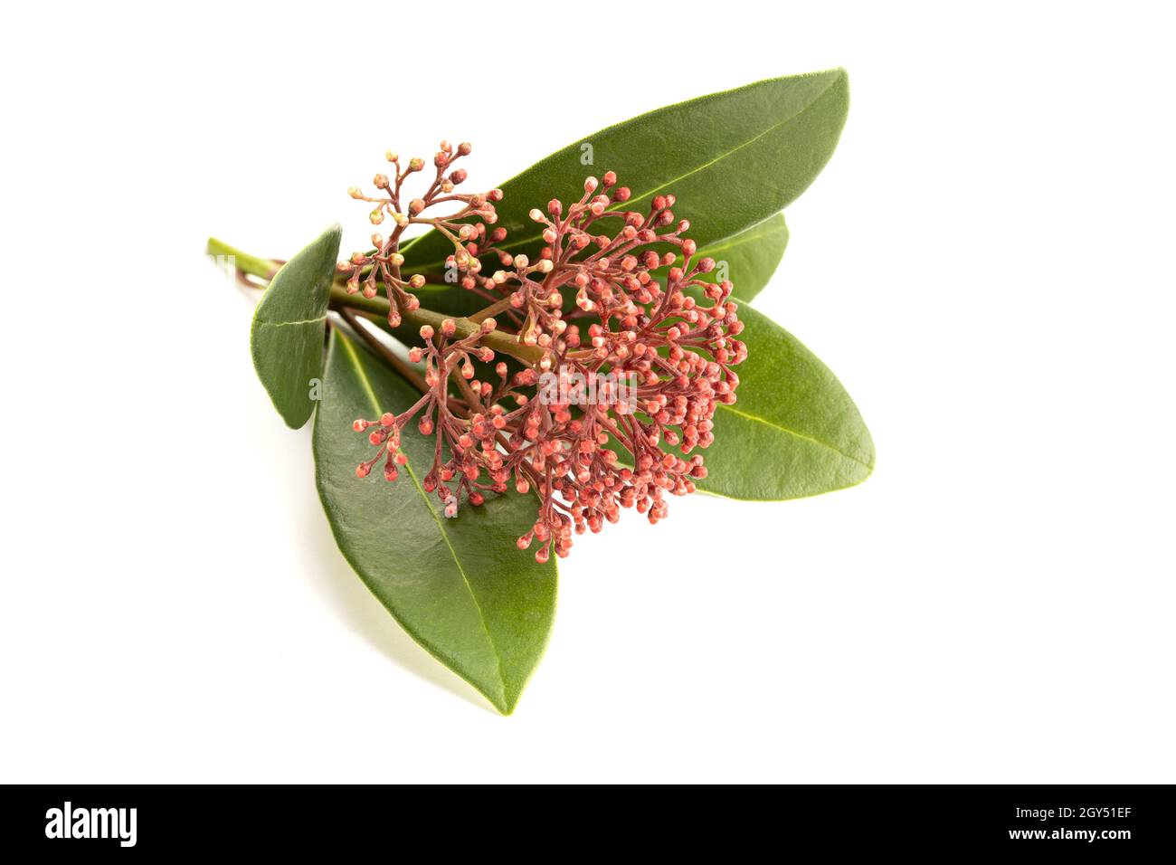 Skimmia japonica Twigg isolé sur fond blanc Banque D'Images