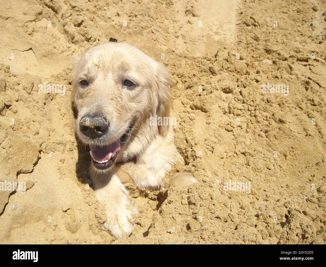 Pauvre chien Golden Retriever pris au piège après une catastrophe naturelle  Photo Stock - Alamy