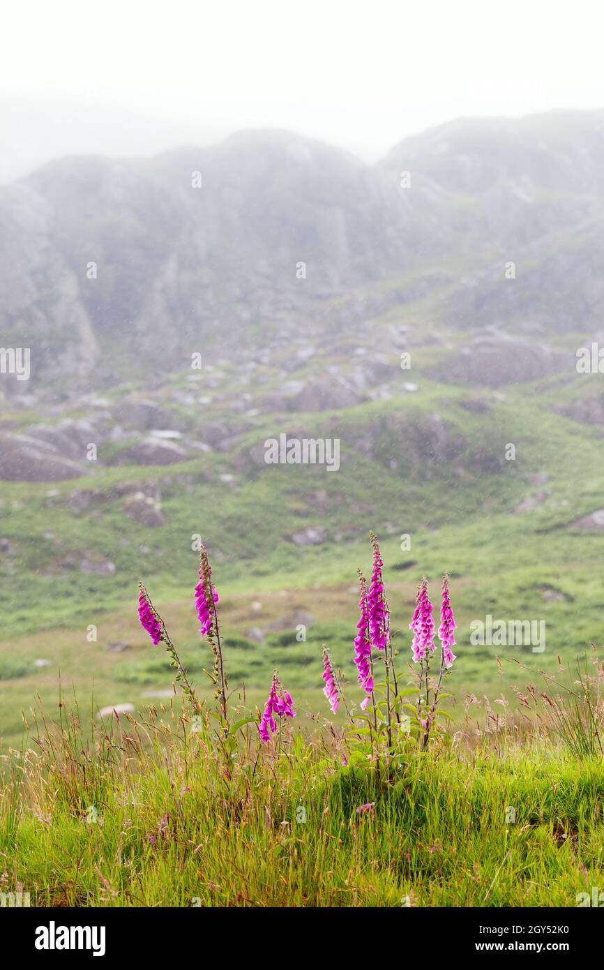 Gants roses sous la pluie, une montagne se trouve derrière, au nord du pays de Galles Banque D'Images