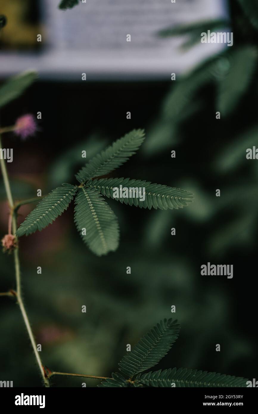 Plan vertical des feuilles de mimosa. Banque D'Images