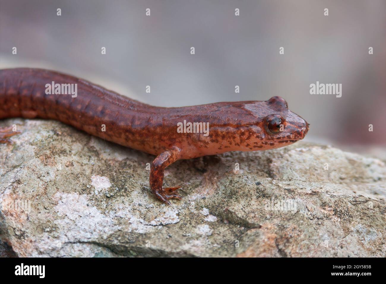 Gros plan sur une salamandre printanière, Gyrinophylus porphyriticus assis Banque D'Images