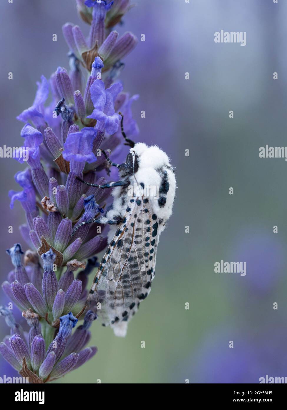 Léopard Moth (Zeuzera pyrina) Kent UK, on Lavande (Lavandula) Banque D'Images