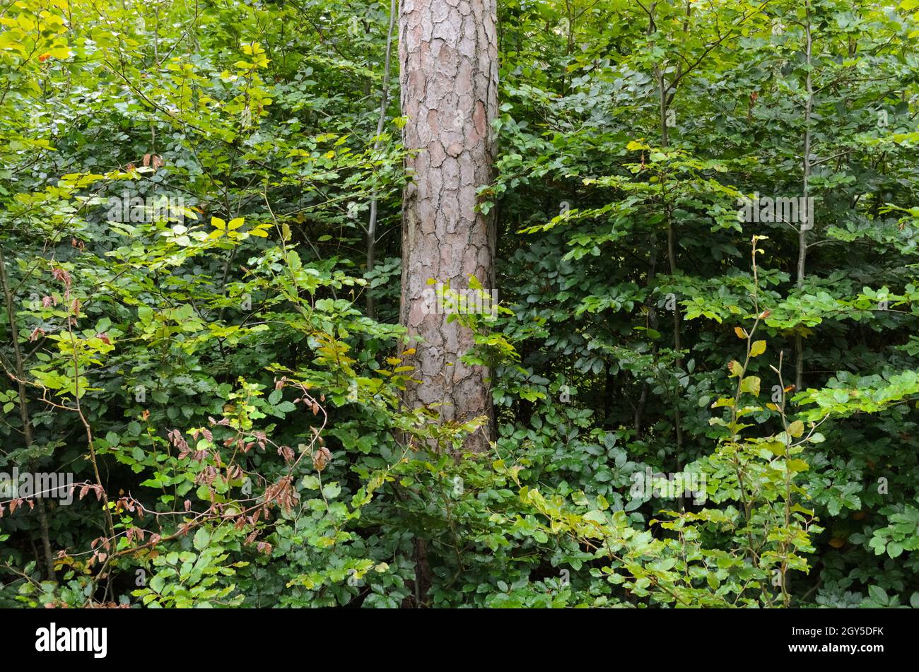 Scène forestière avec des pins (conifères, Pinus, Pinoideae) et du feuillage vert dans une forêt Banque D'Images