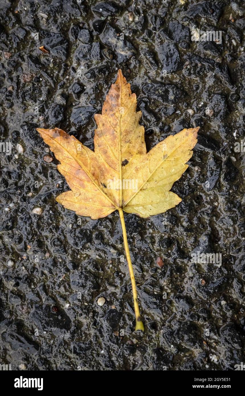 Feuilles d'érable jaune (Acer pseudoplatanus) sur sol d'asphalte humide pendant l'automne Banque D'Images