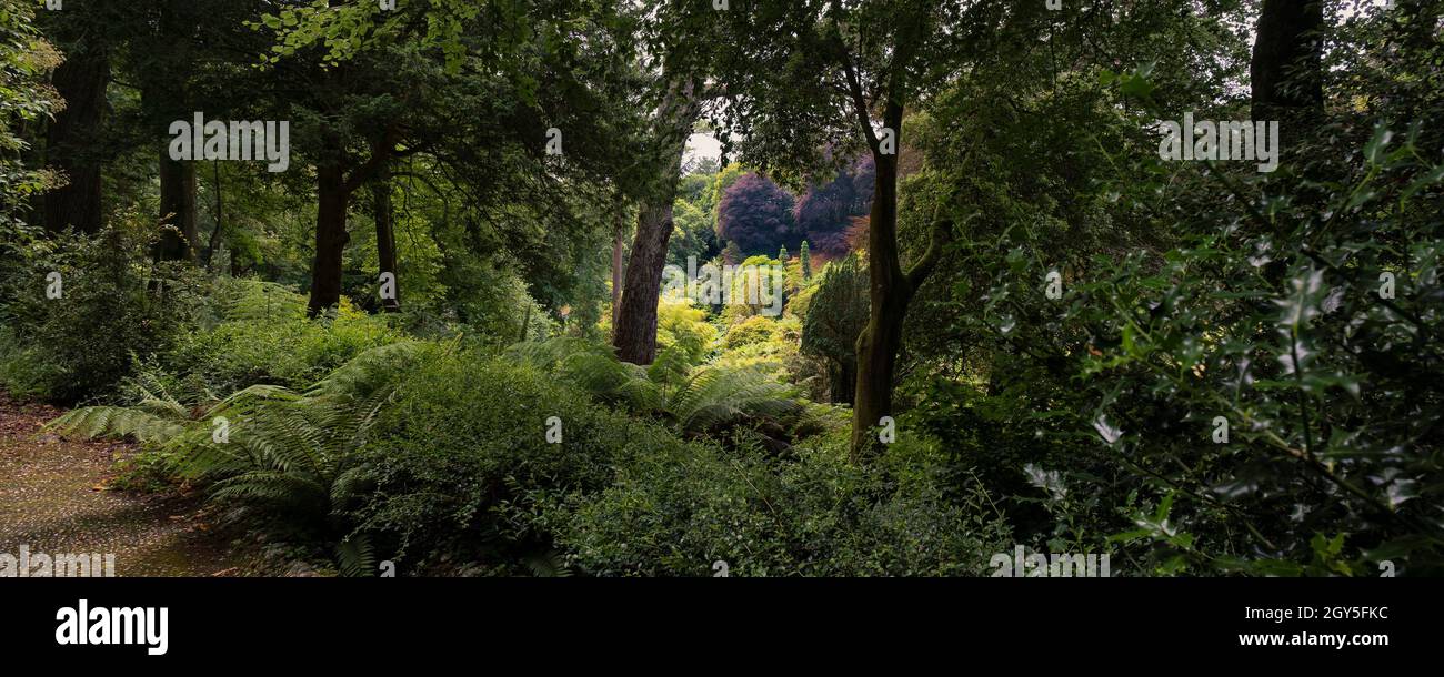 Une vue panoramique sur le magnifique jardin subtropical de Trebah dans les Cornouailles. Banque D'Images