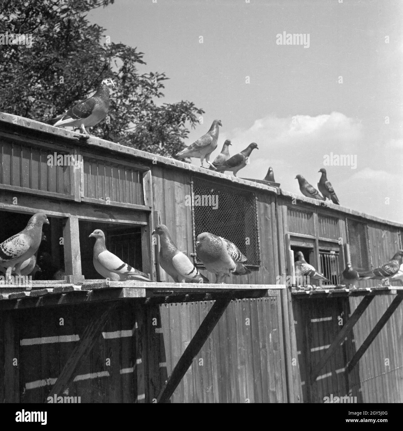 Original-Bildunterschrift : ein Taubenpaar vor dem Schlag dans der Lehranstalt für Heeresbrieftauben. Die Zucht hochwetiger Tauben ist eine Wissenschaft für sich, Deutschland 1940er Jahre. Les pigeons en face de leur pigeonry. L'élevage de pigeons voyageurs de haute qualité est un art de son propre, de l'Allemagne des années 40. Banque D'Images